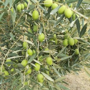 golden tree olive oil brand