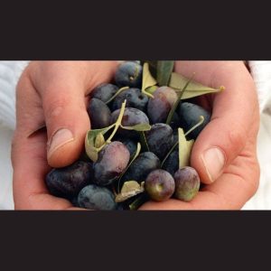hermes olive oil brand